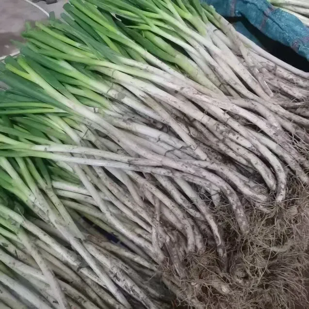 【小细葱】山东铁杆大葱农家自种大葱蘸酱现挖大葱农产品去叶大葱