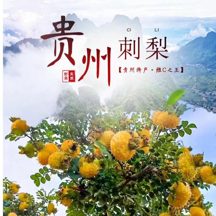 贵州当季新鲜野生刺梨鲜果现摘野泡酒生刺梨之乡新鲜刺梨刺梨果