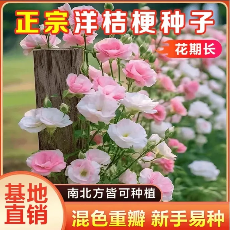 【桔梗花种子】桔梗花四季易种阳台庭院盆栽地栽南北方四季种植商品图
