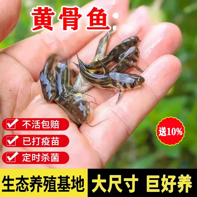 黄骨鱼黄辣丁黄颡鱼昂刺黄鸭叫淡水养殖食用活鱼冷水观赏