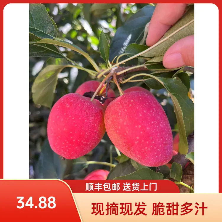 顺丰包邮农场直发东北特产鸡心果海棠果新鲜应季脆甜多汁现摘现发