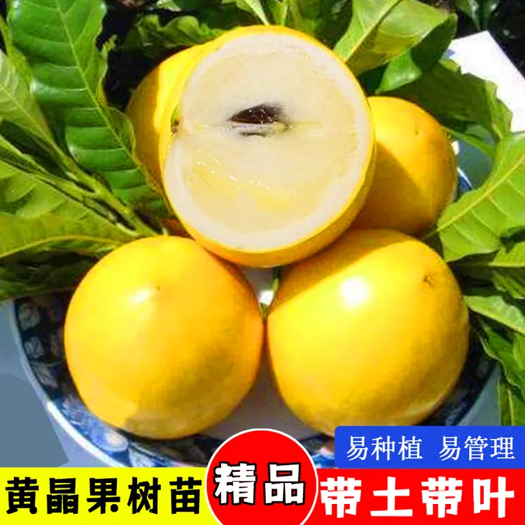 黄晶果树苗黄晶6号果苗金大王嫁接苗盆栽地栽四季结果种植带土