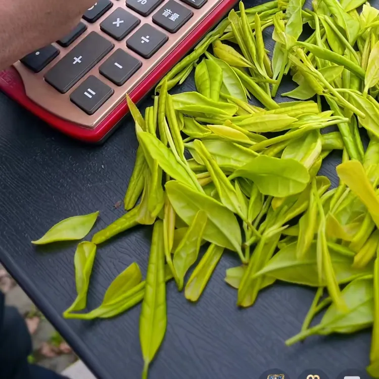 2025年新茶【精品口粮黄金芽】，浓香耐泡滋味足豆香奶香，不苦不涩