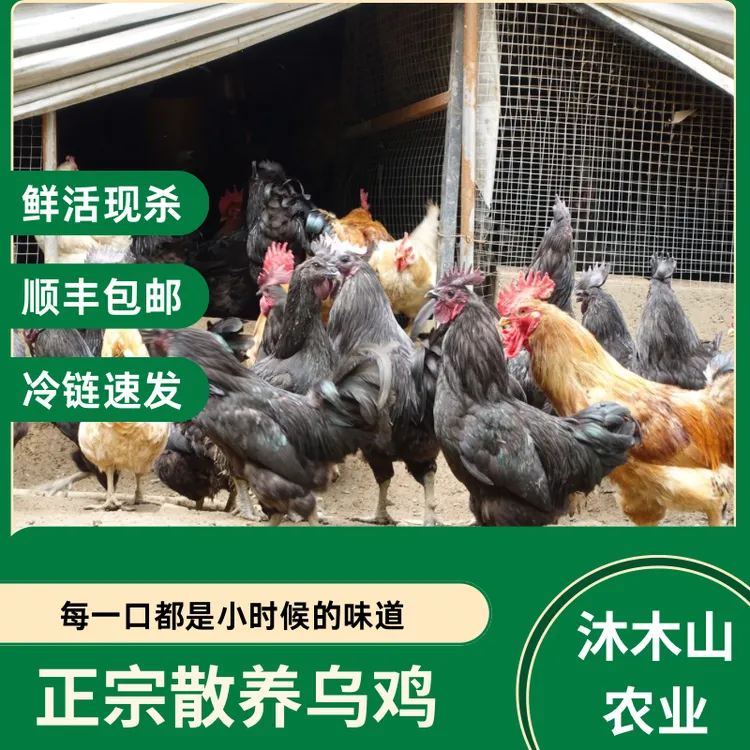 沐木山正宗散养乌鸡滋补佳老少皆宜【顺丰冷链包邮新鲜现杀】