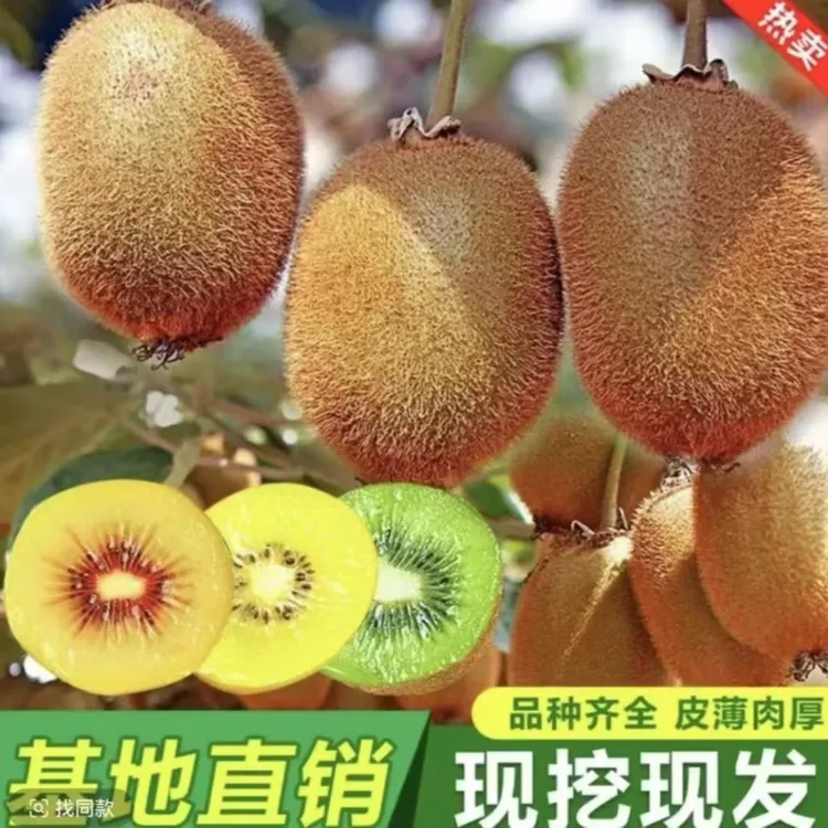 【猕猴桃树苗】公母同株品种猕猴桃南方北方种植果树苗