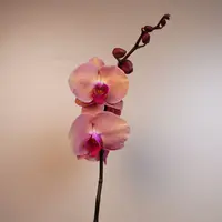 朝暮里蝴蝶兰【欣欣向荣3.0寸】单 带花带花苞珠发货