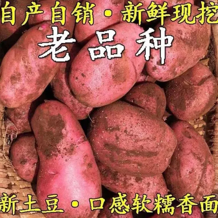 【现挖现发】云南红皮黄心土豆新鲜现挖露天种植粉糯香面 9斤
