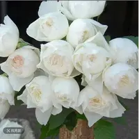 心之水滴月季盆栽花苗阳台庭院白色大花微型浓香