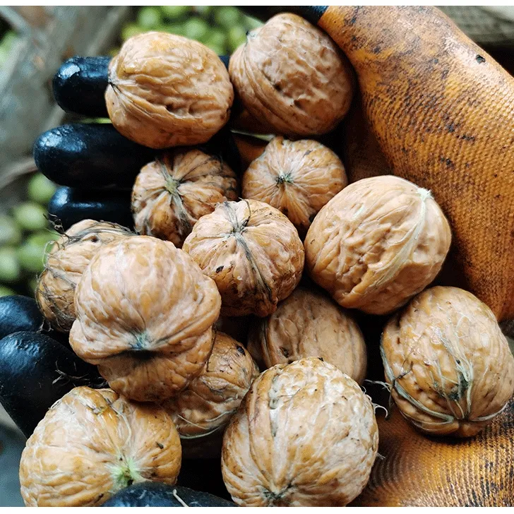 2025陕西秦岭老树核桃新鲜采摘去青皮鲜核桃孕妇1斤3斤5斤8斤