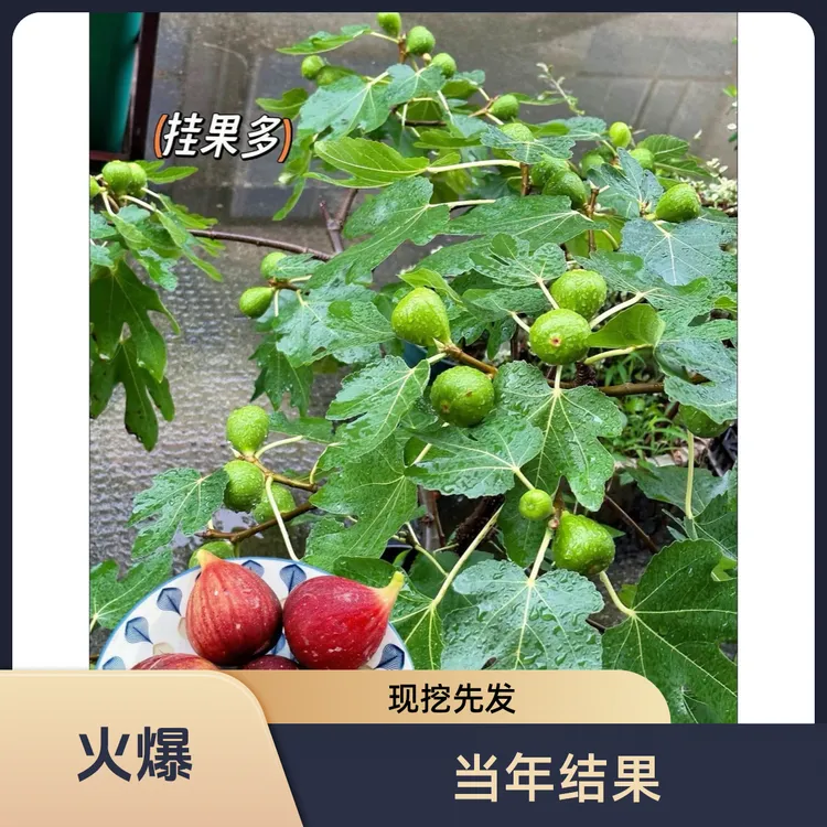 带果无花果树果苗特大果波姬红格莱斯南北方可盆栽种植