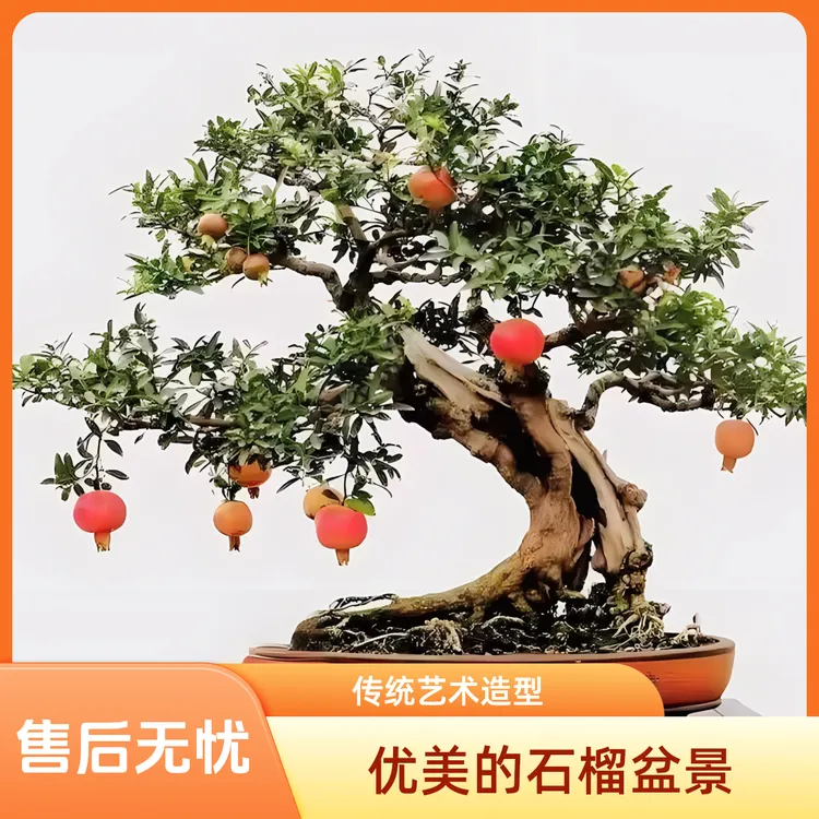 突尼斯盆栽地栽，一物一拍