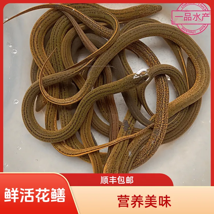 正宗花鳝黄鳝鱼家常做法营养美味鲜活发货包邮包活到家[顺丰包邮]