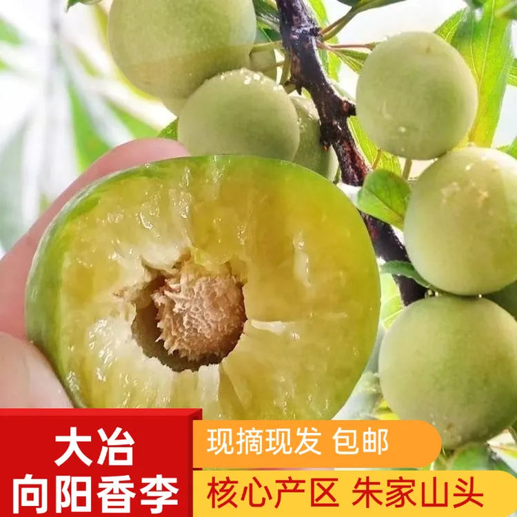 正宗湖北大冶向阳香李六月脆李酸甜脆爽朱山香李现摘新季包邮