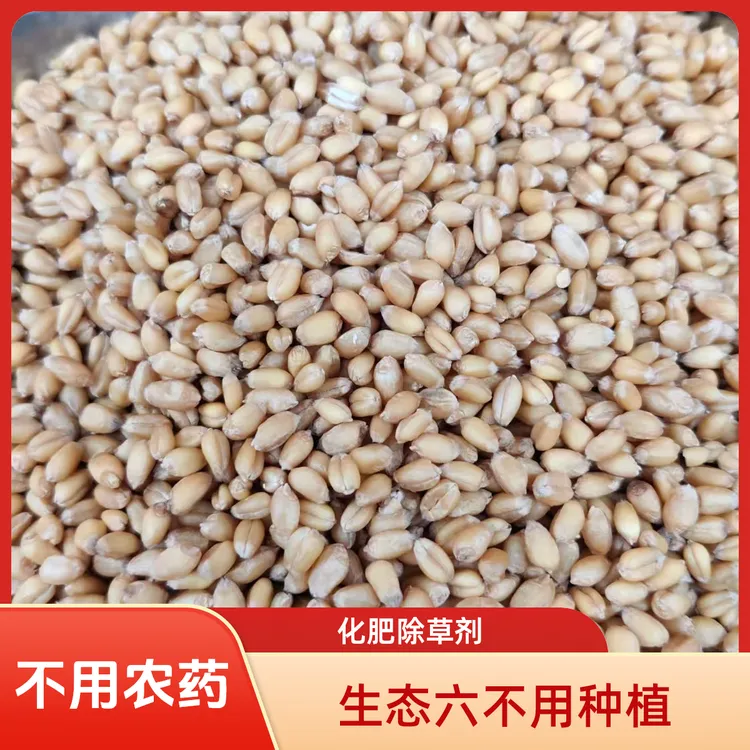 生态六不用种植小麦面粉