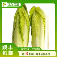 云南供港高山龙牙菜1-1.5斤/份（鲜脆好吃）蔬菜龙牙菜