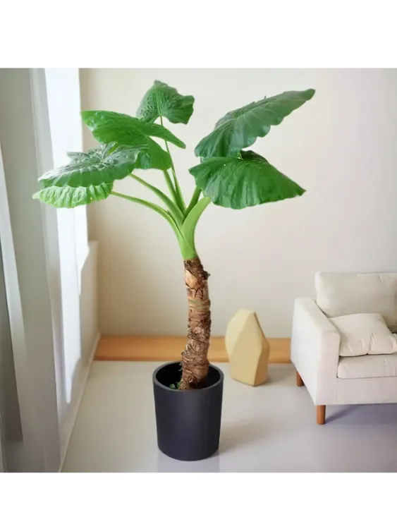 室内植绿植大叶庭院吸醛土培霸王芋净化空气盆栽盆栽水培滴水观音