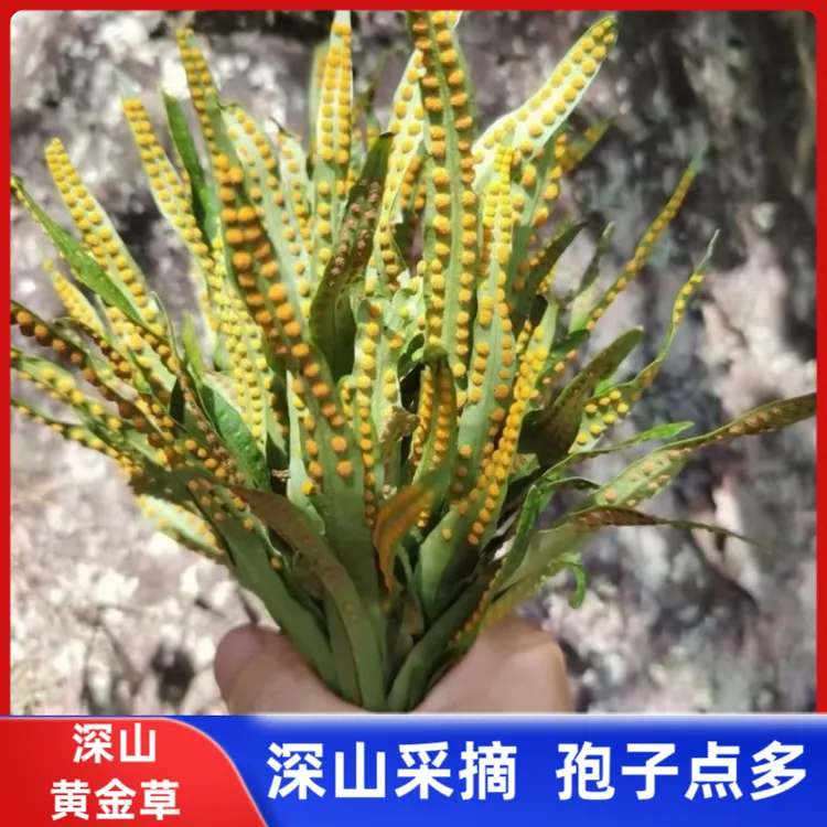 【嗷嗷叫】正宗东北长白山化石 草黄金草泡水煮水