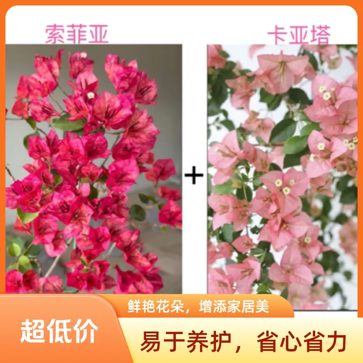 （索菲亚+卡亚塔）稀缺品种组合到手2棵三角梅基地直邮不带花不带盆