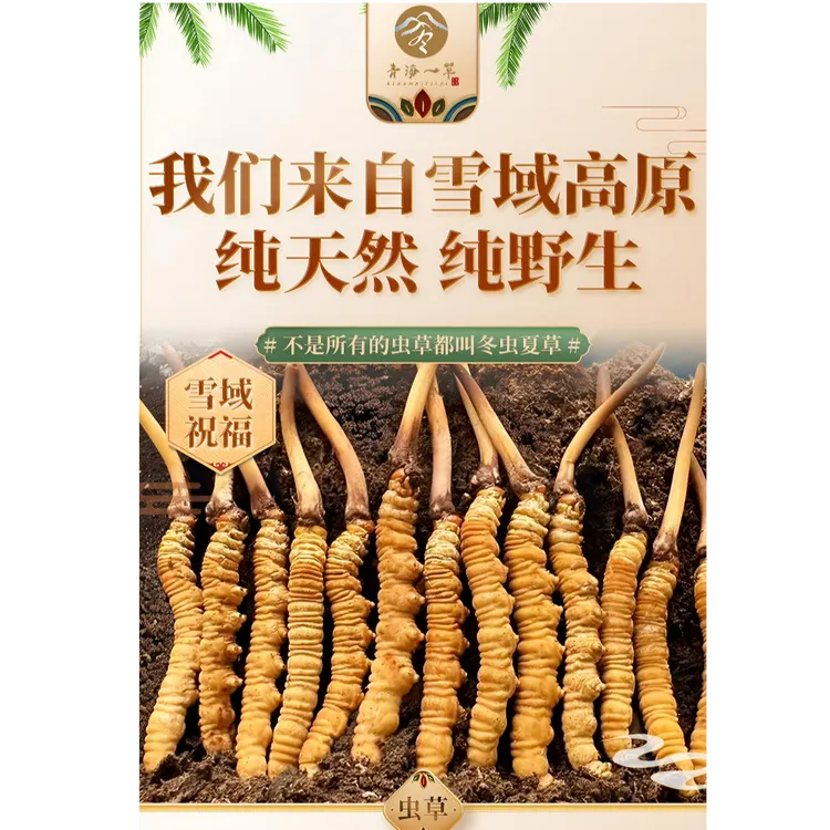 高海拔纯野生冬虫夏草