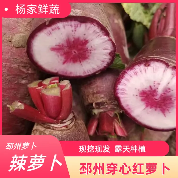 【5.5斤装】 新鲜穿心红萝卜现拔现发邳州本地红皮水果萝卜辣萝卜