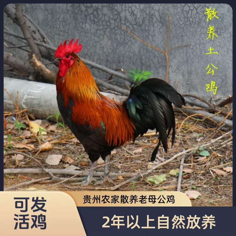 直播间改价贵州农家散养老母公鸡2年以上煲汤 包冰率不含冰