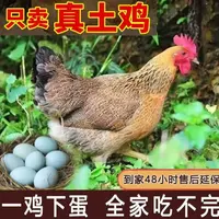 【顺丰】散养五谷杂粮土鸡活鸡到手8只【支持开箱验货】