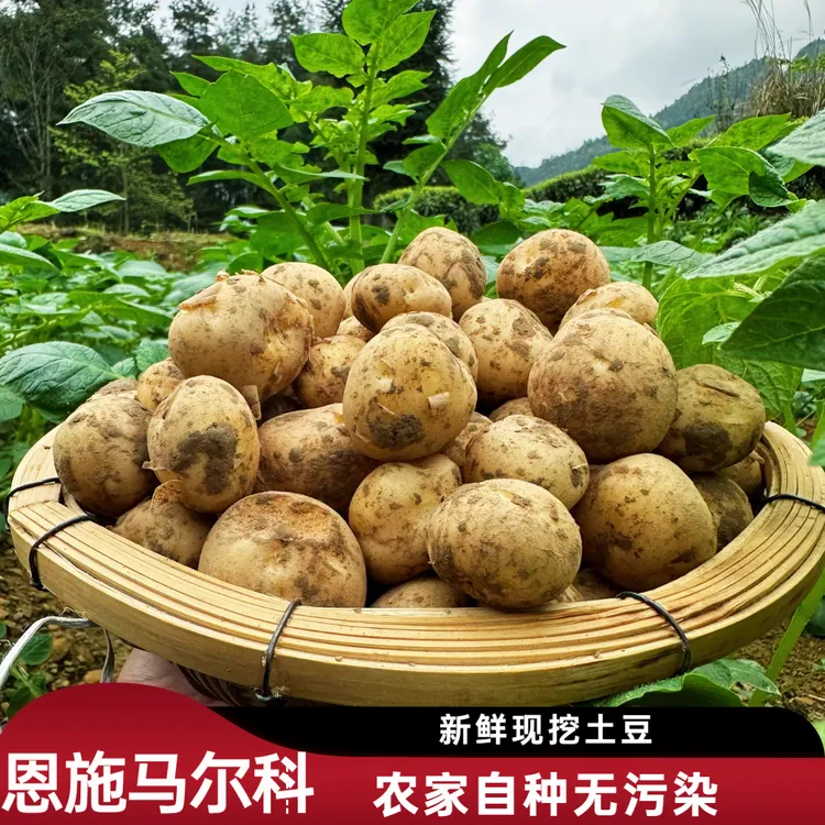 恩施马尔科黄心小土豆现挖新鲜应季蔬菜马铃薯洋芋5斤包邮