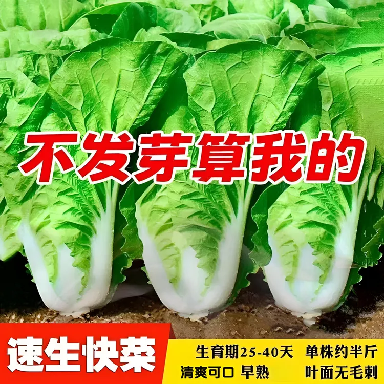 下单就发3包】四季奶油快菜种子小白菜籽耐热速生种孑阳台蔬菜籽种