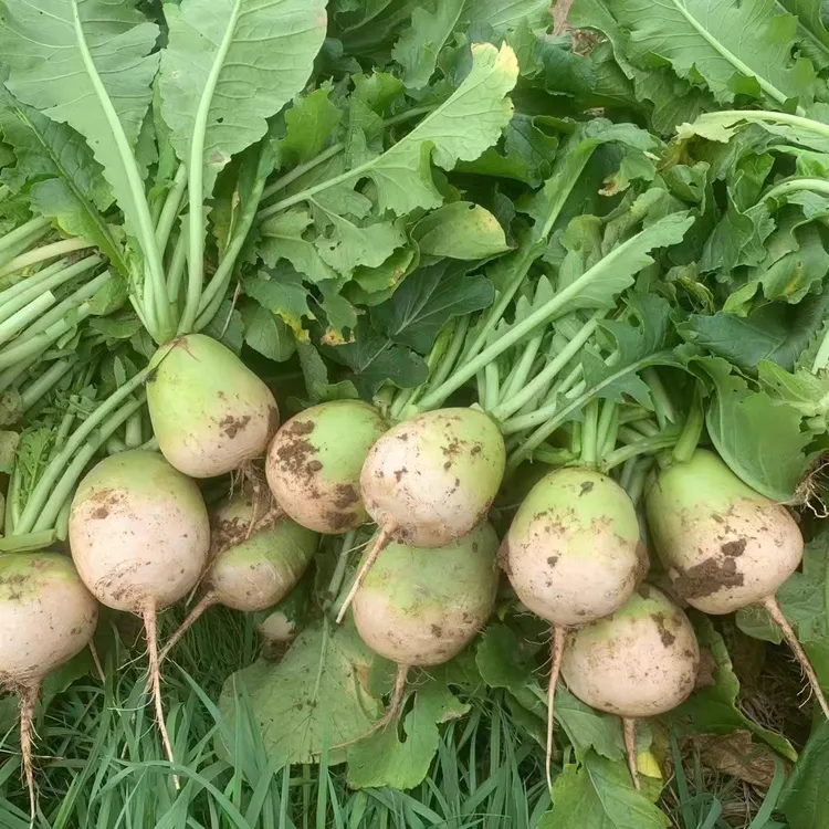 湖北广水特产本地半头青萝卜新鲜萝卜沙地萝卜清甜农家5斤包邮