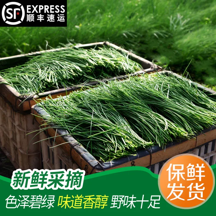 【顺丰包邮】甘肃民勤特产沙葱新鲜野菜蔬菜火锅凉拌饺子馅食材