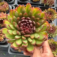 12#食人花青春版多肉植物  前男友精品多肉