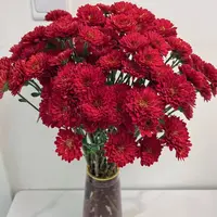 【一品花集】【红丝绒 】小菊