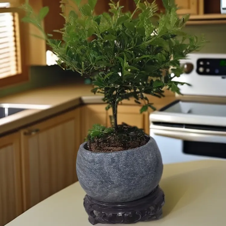 圆形石头花盆多肉盆栽专用复古花盆盆景造景文竹绿植创意盆器