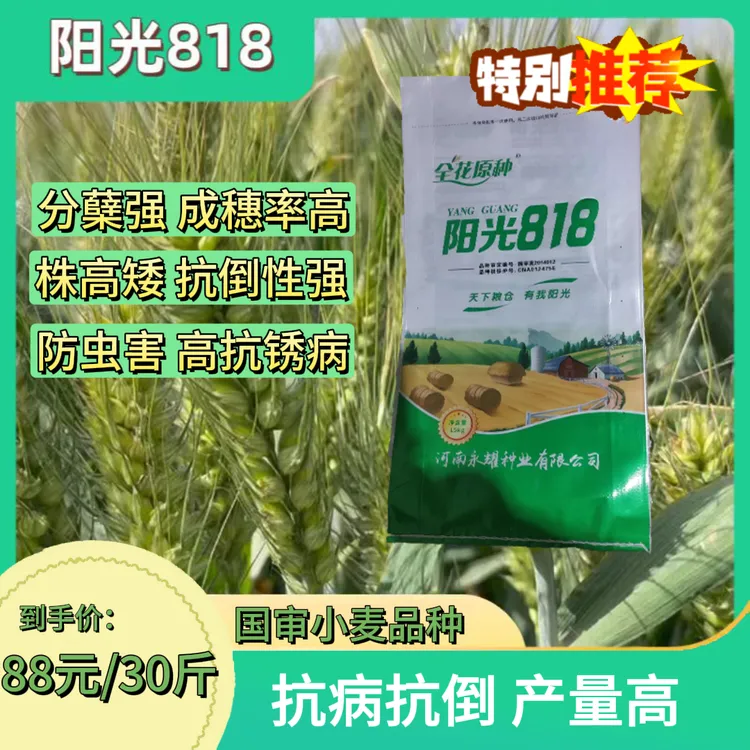阳光818国审高产稳产小麦种抗倒伏抗倒春寒产量种植品种耐旱优质2