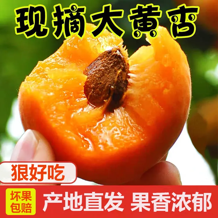2026头茬大黄杏新鲜酸脆爽口金太阳杏子孕妇酸水果农家自种批发Y商品图