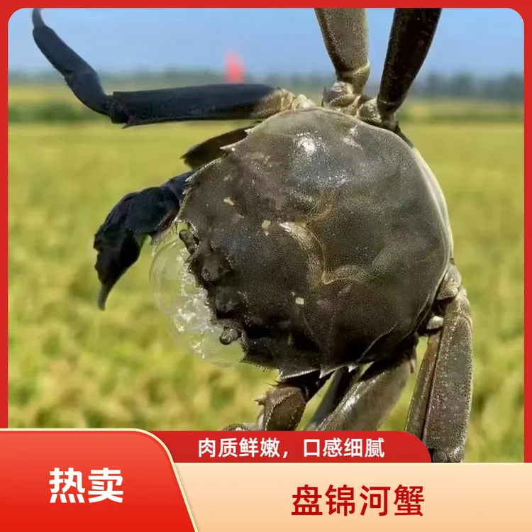 活蟹正宗盘锦河蟹（母1.2—0.9两 20只+3只补损耗）顺丰包邮产地直发