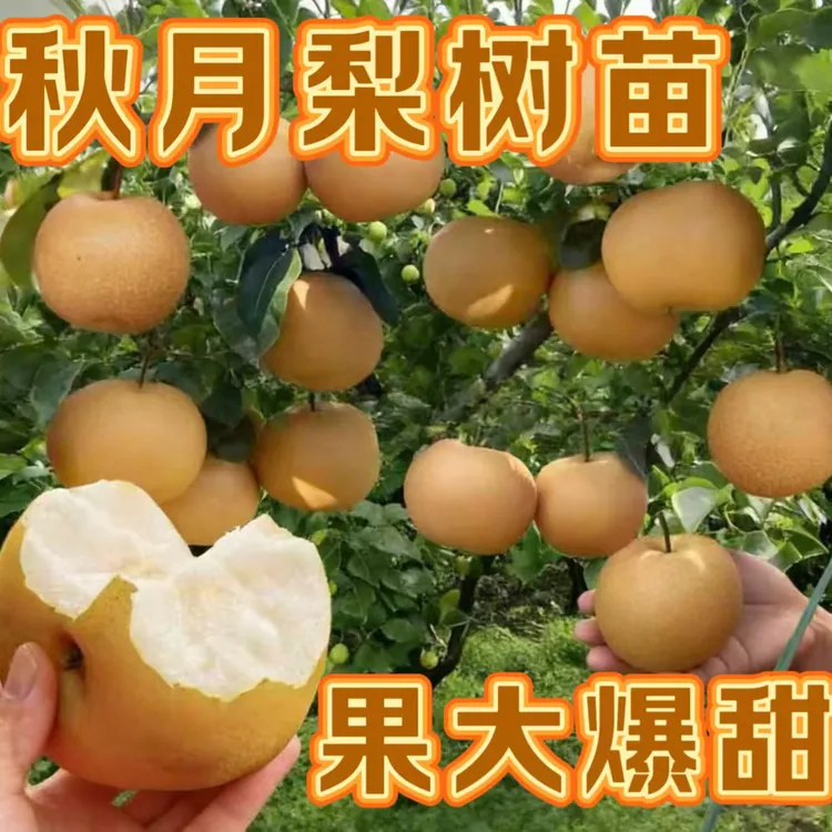正宗嫁接梨树苗秋月梨皇冠梨砀山梨树苗南北方均可种植盆栽地栽