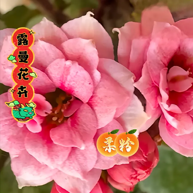 【幻粉长寿花】重瓣大花粉色带花苞发货带盆好养喜光照耐旱净化空气