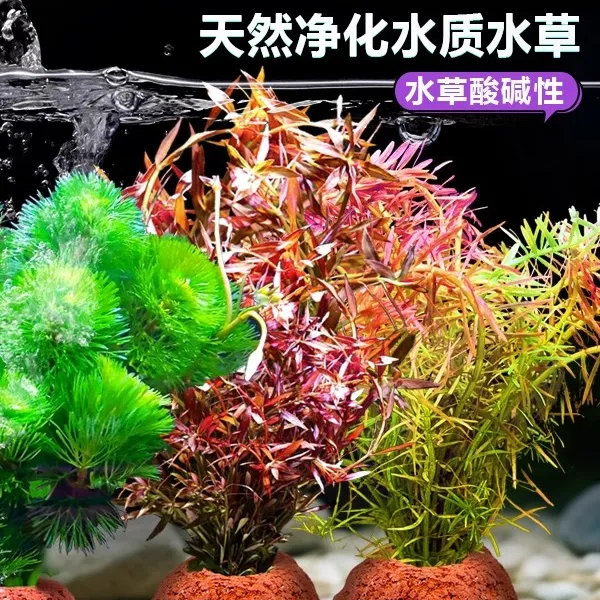 鱼缸真水草鱼缸造景净化水质懒人鱼缸水草植物蜈蚣草古法鱼缸水草