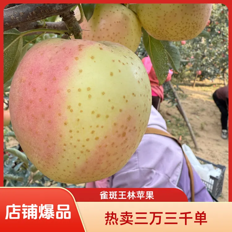 【顺丰包邮】大连雀斑王林苹果酥脆香甜汁水足新鲜好吃彩箱包装