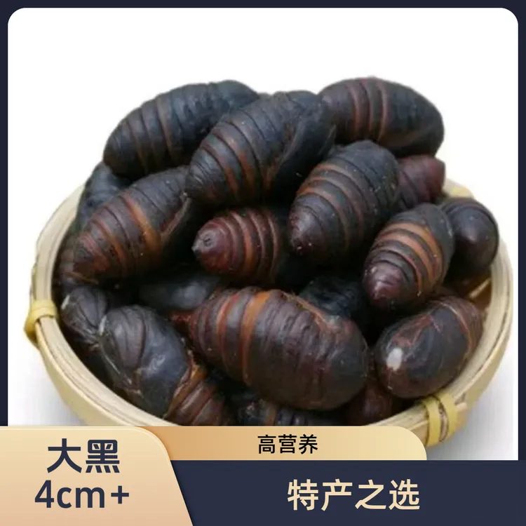 包邮2025年高蛋白纯天然绿色新鲜大黑蚕蛹现割现发！东北特产！