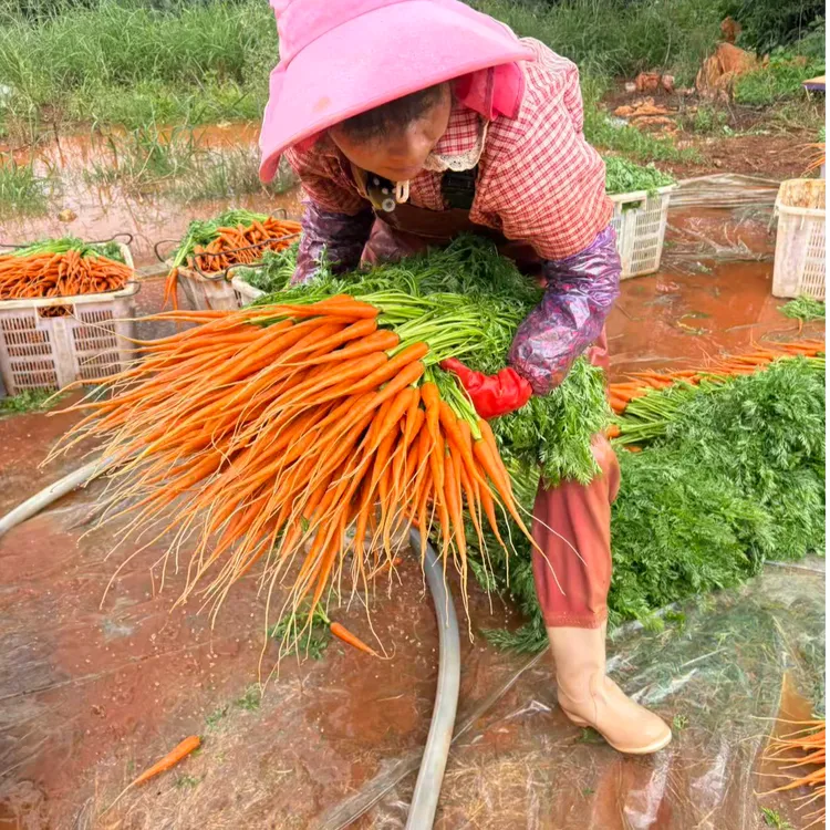新鲜去叶手指萝卜迷你水果胡萝卜新鲜蔬菜轻食沙拉生吃西餐食材
