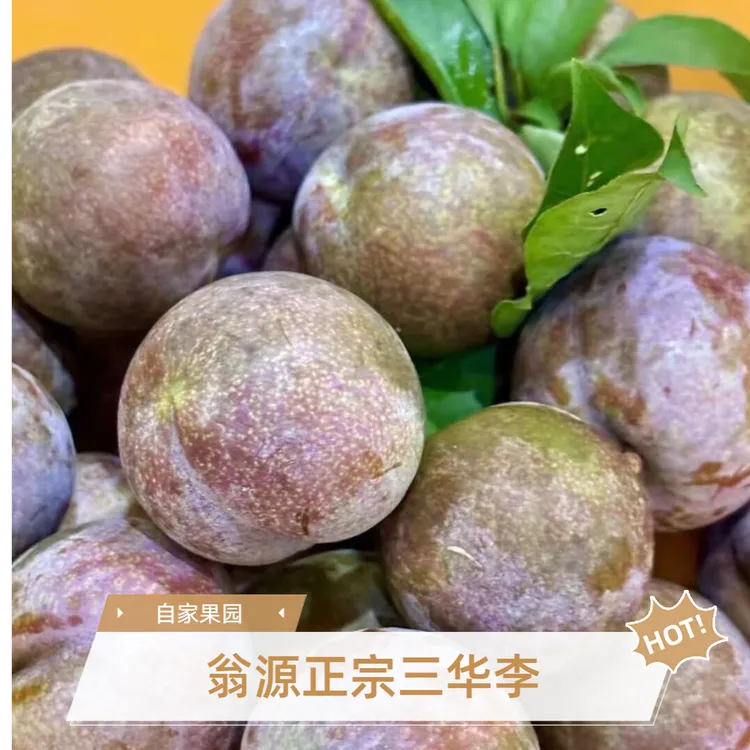 正宗翁源三华李新鲜现摘现发新鲜爽脆三华李自家果园支持上门采摘