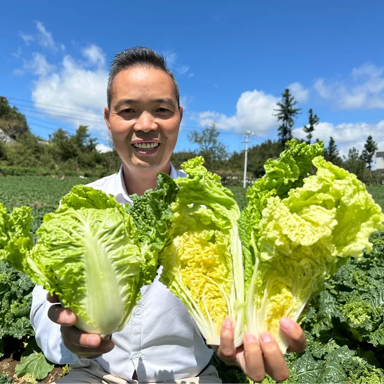 现砍现发贵州高山露天老品种小麻叶菜自然生长麻叶菜新鲜蔬菜
