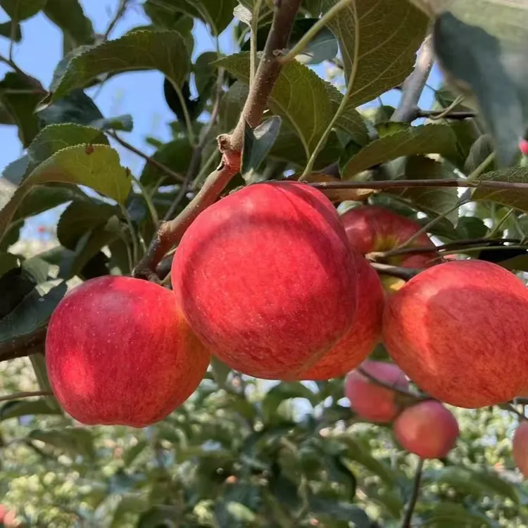 园鲜故事昭通高原福布瑞斯苹果新鲜脆甜多汁当季现摘