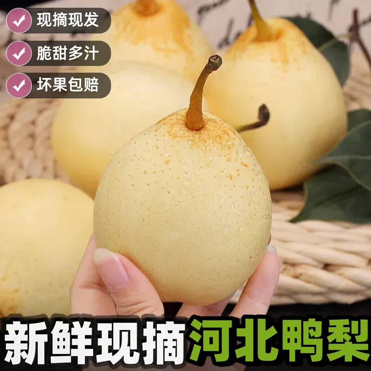 河北鸭梨现摘自然熟中秋水果礼盒酥脆当季新鲜水果产地直发雪梨子