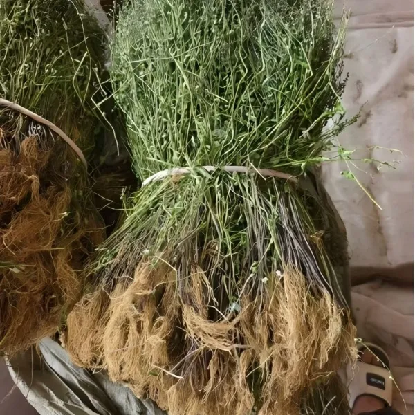赣南半枝莲 叶菜叶根半支连草洗干净晒干整棵250g1斤2斤3斤