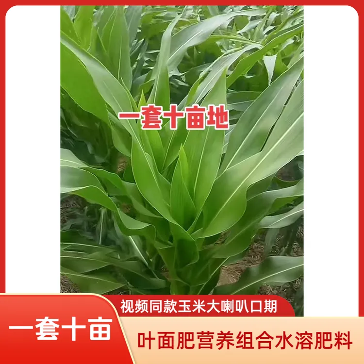 视频同款【玉米大喇叭口期】一套十亩营养叶面肥组合水溶肥料