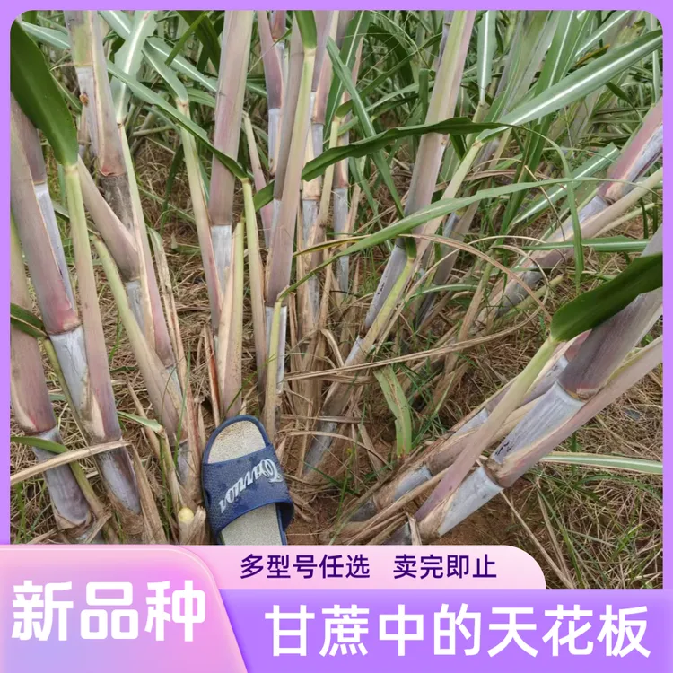 广西甘蔗天花板最新品种柳城19619拔节快大根抗旱抗倒伏现砍包邮