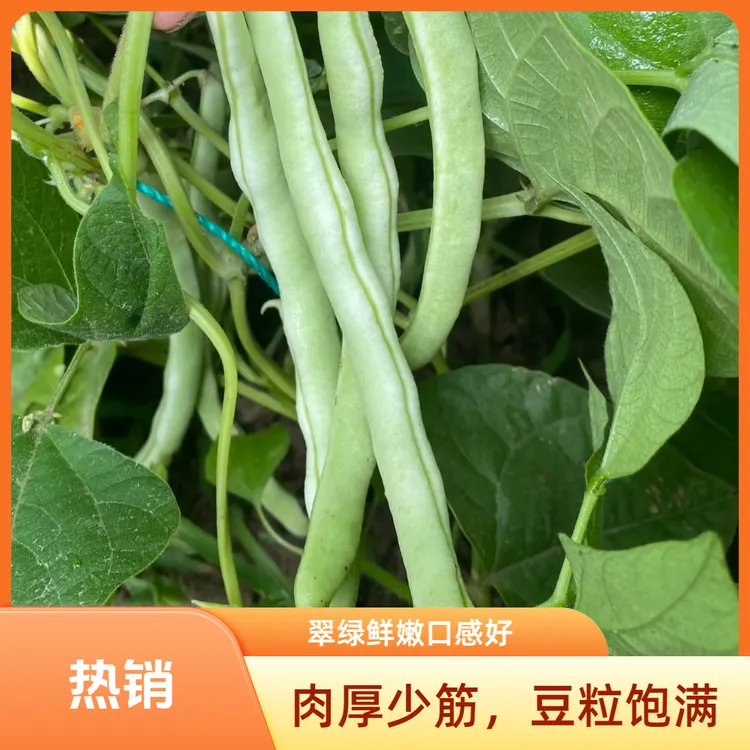 【普通快递】豆角白不老芸豆角无农残无公害现摘现发